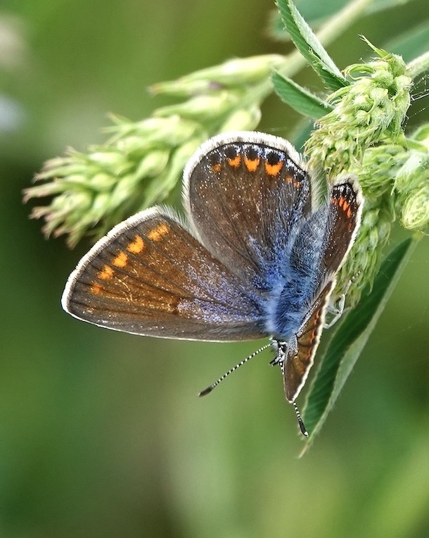 common blue